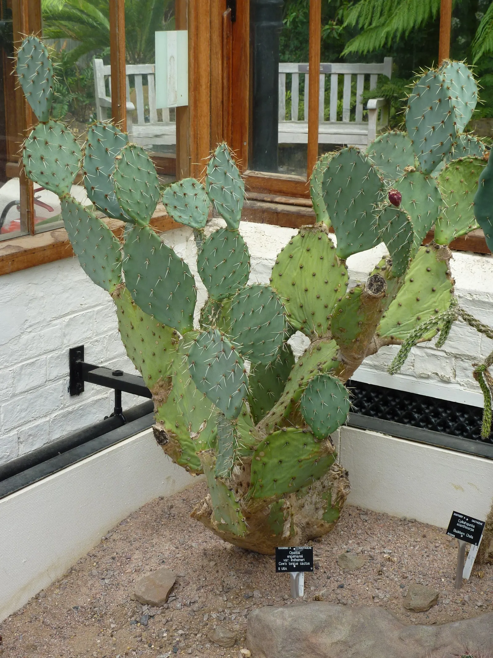 Cow's Tongue Prickly Pear (Opuntia Lindheimeri) — providing a seasonal display of color.<br><br>For optimal growth
