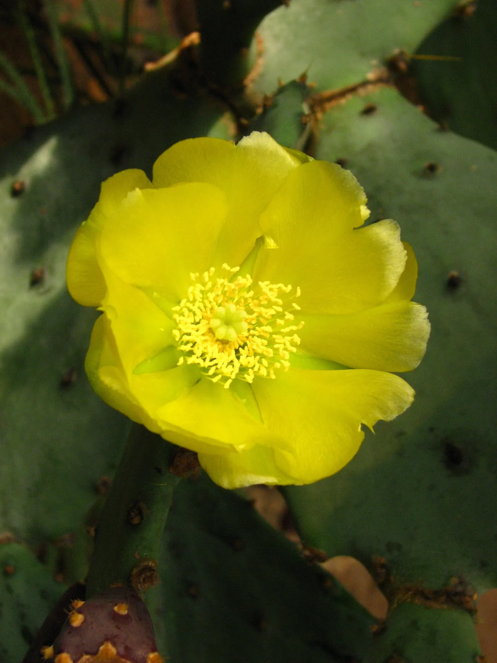 Cow's Tongue Prickly Pear (Opuntia Lindheimeri) — This drought-tolerant species thrives in USDA zones 8-11, requiring well-draining soil and full sun