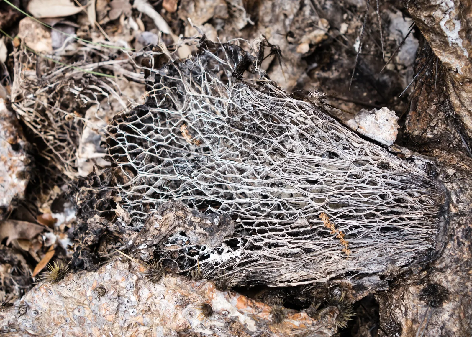 Cow's Tongue Prickly Pear (Opuntia Lindheimeri) — This succulent perennial is native to North America