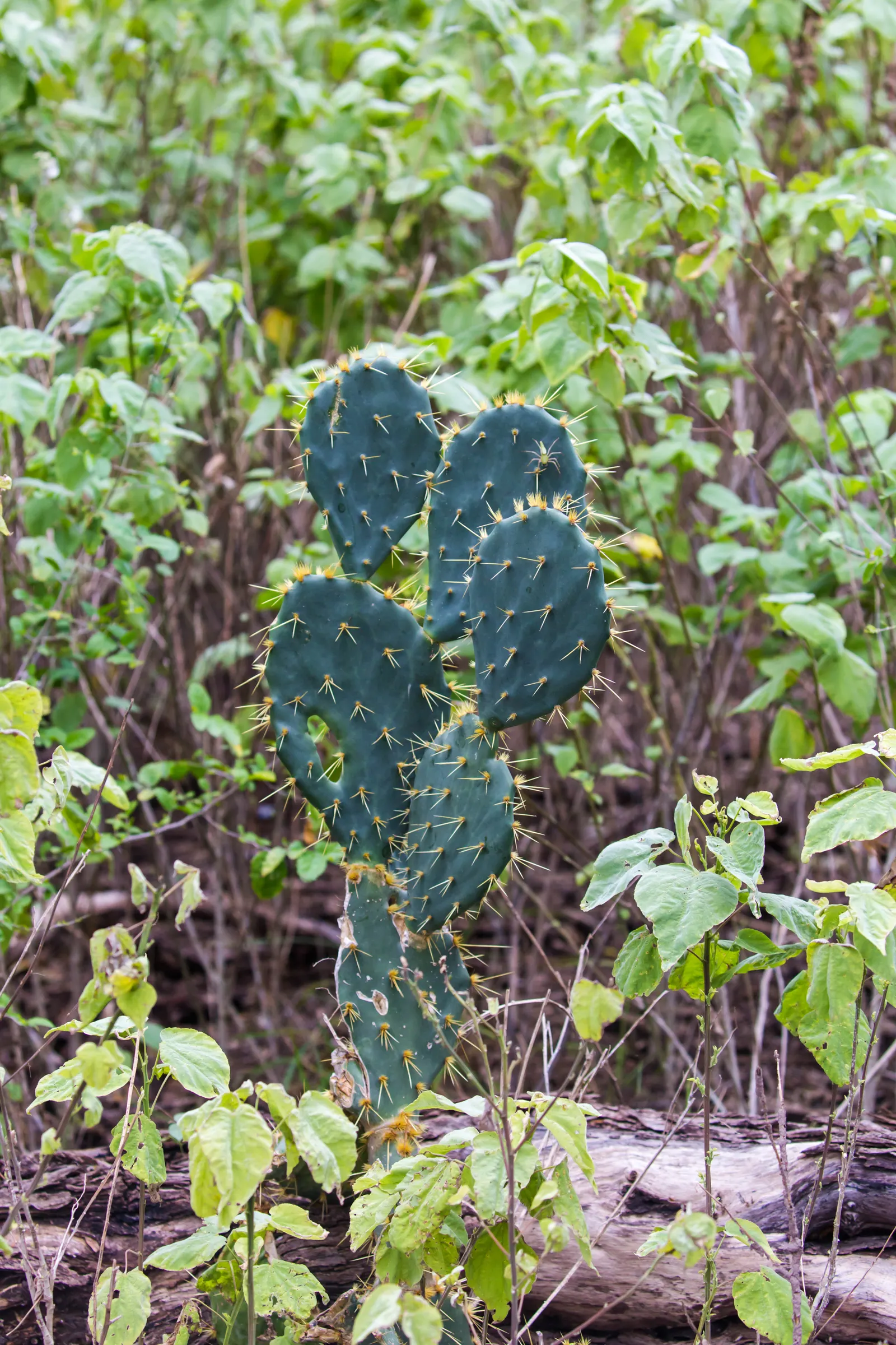 Cow's Tongue Prickly Pear (Opuntia Lindheimeri) — is a resilient cactus reaching up to 6 feet in height