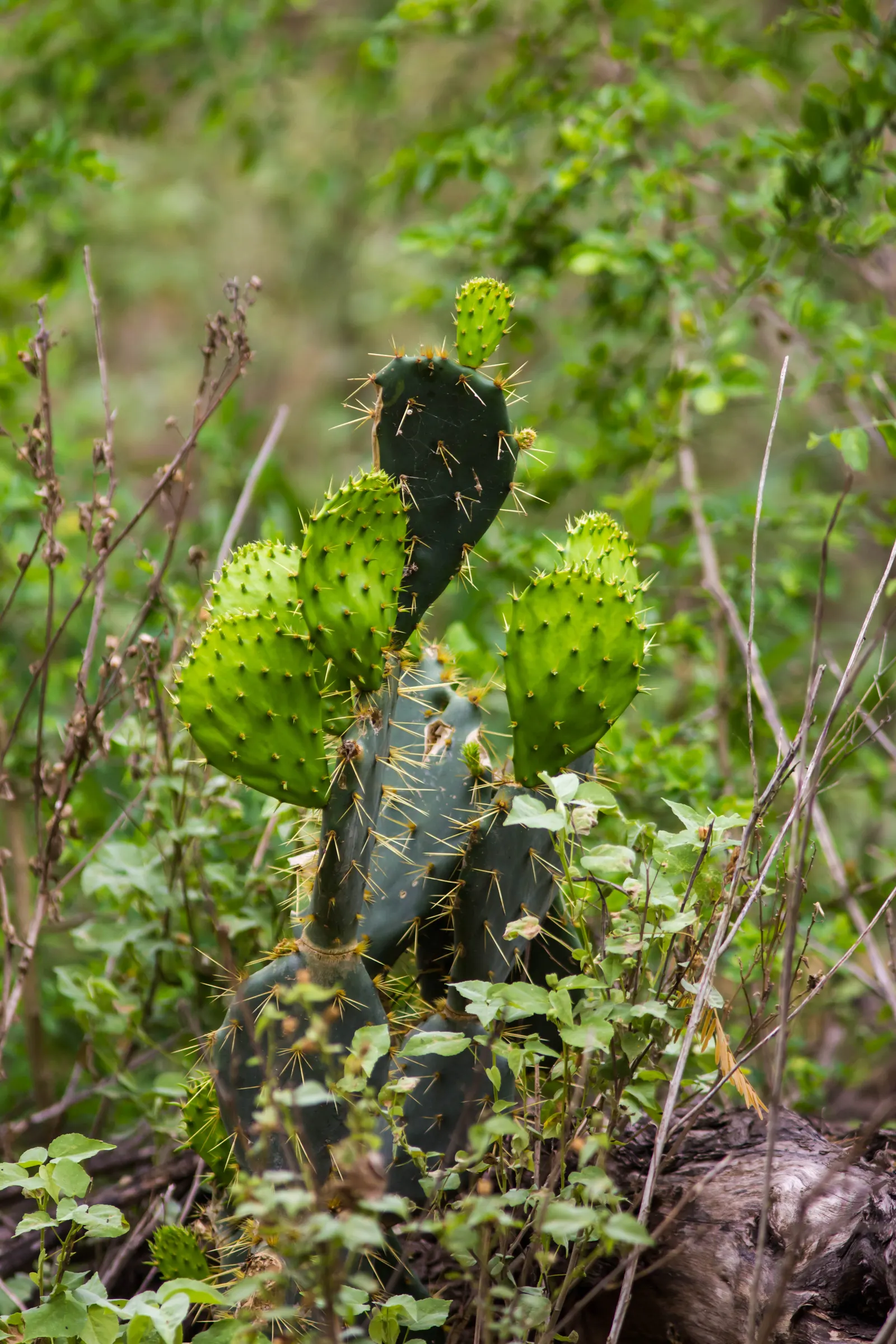 Cow's Tongue Prickly Pear (Opuntia Lindheimeri) — particularly thriving in USDA hardiness zones 8 through 11
