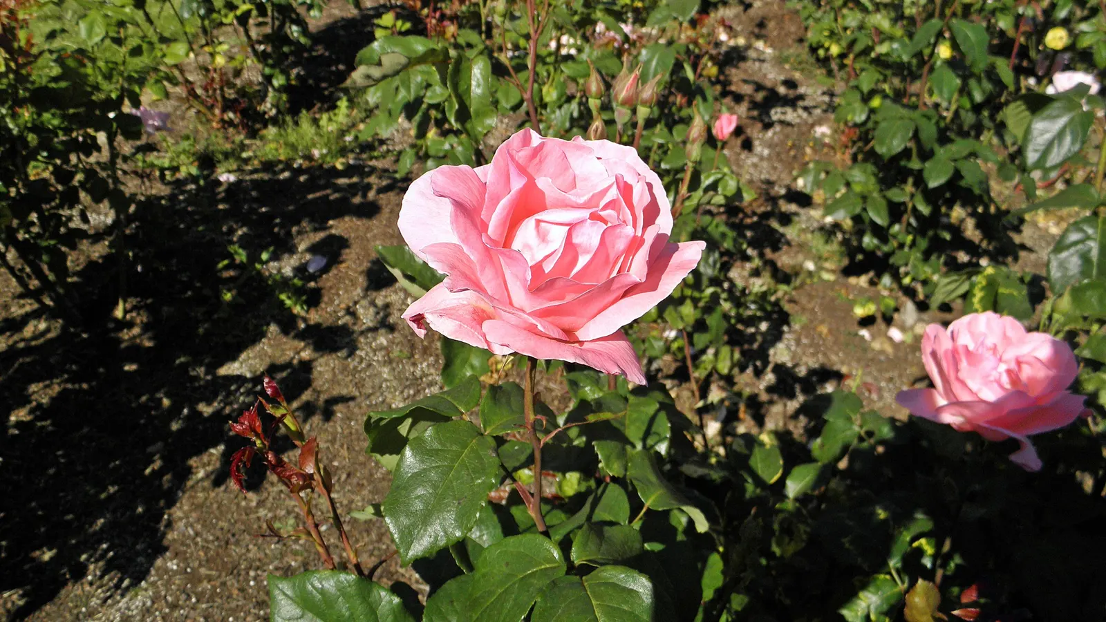 Queen Elizabeth Rose (Rosa 'Queen Elizabeth') — commonly known as the Queen Elizabeth Rose; this rose continuously produces large blooms about 3 to 4 inches in