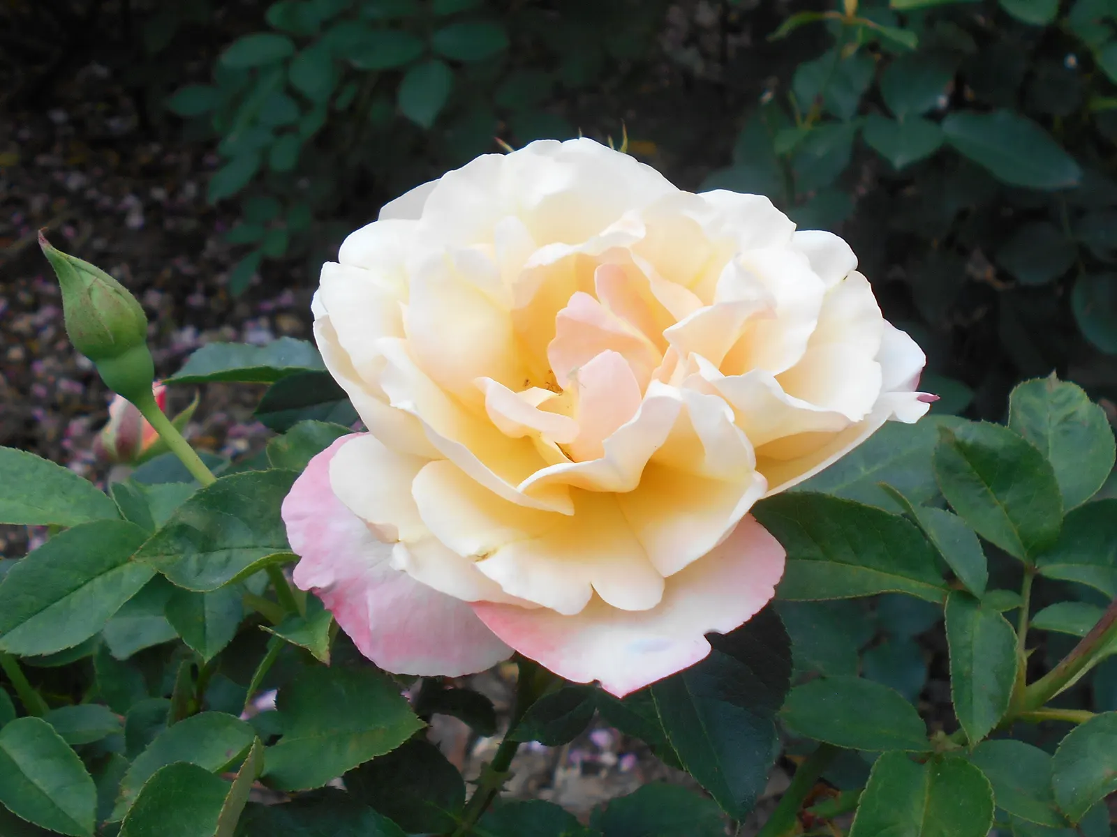 Queen Elizabeth Rose (Rosa 'Queen Elizabeth') — Each flower comprises a high-centered form with 35 to 40 petals; it can attain a height of 4 to 6, image 55