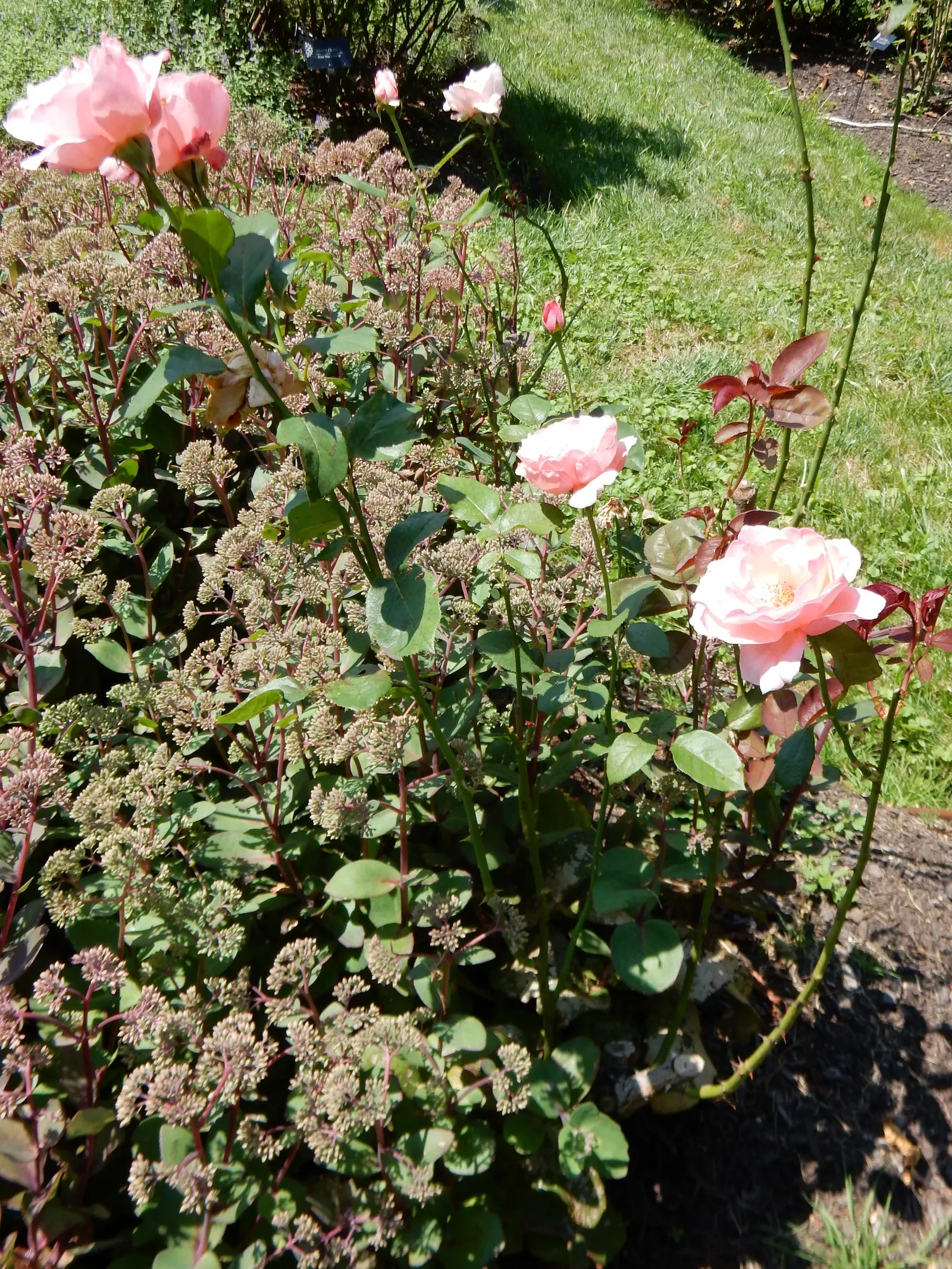 Queen Elizabeth Rose (Rosa 'Queen Elizabeth') — adding a noble flair to any garden setting