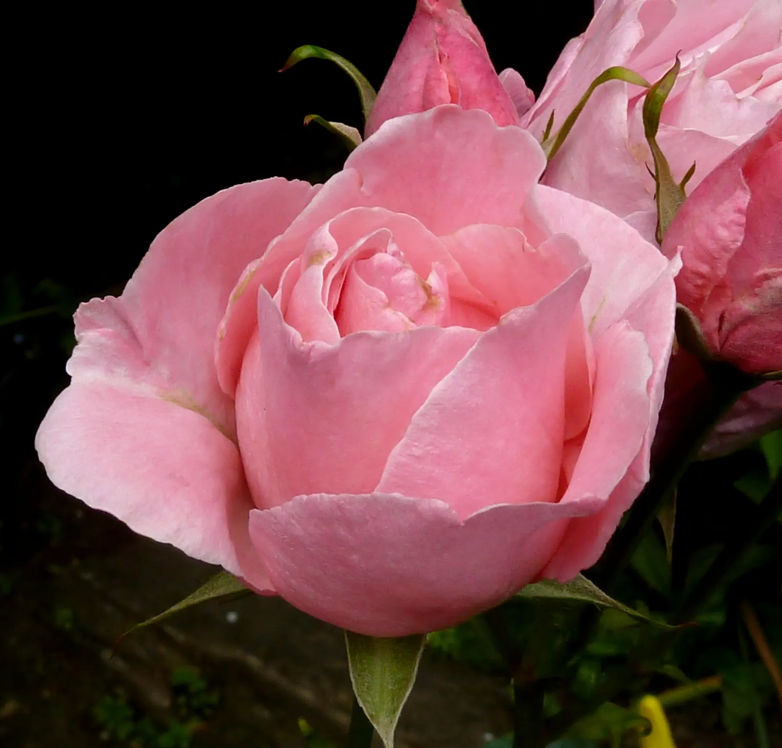 Queen Elizabeth Rose (Rosa 'Queen Elizabeth') — Esteemed for its profuse, pink blooms with a mild fragrance, it flourishes in well-drained loam, image 69