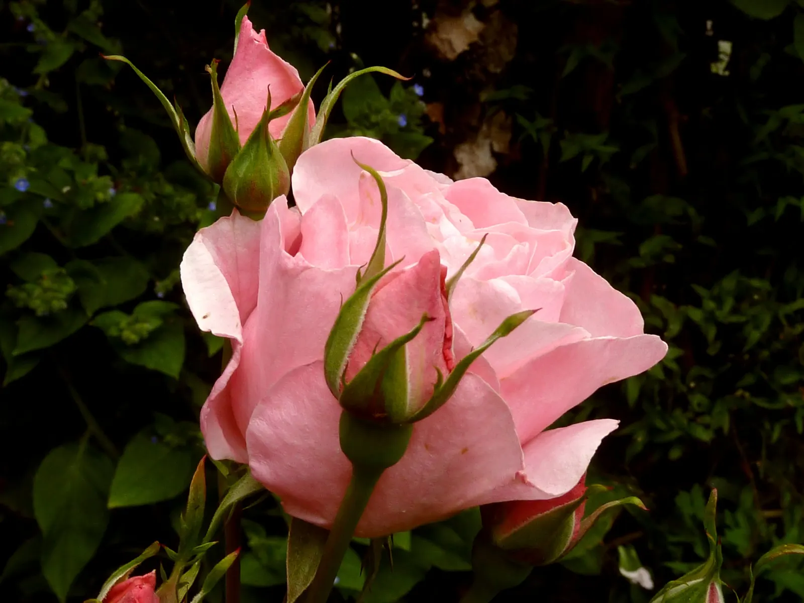 Queen Elizabeth Rose (Rosa 'Queen Elizabeth') — Known for its statuesque growth; reaching up to 5-7 feet in height and spreading 3-4 feet wide