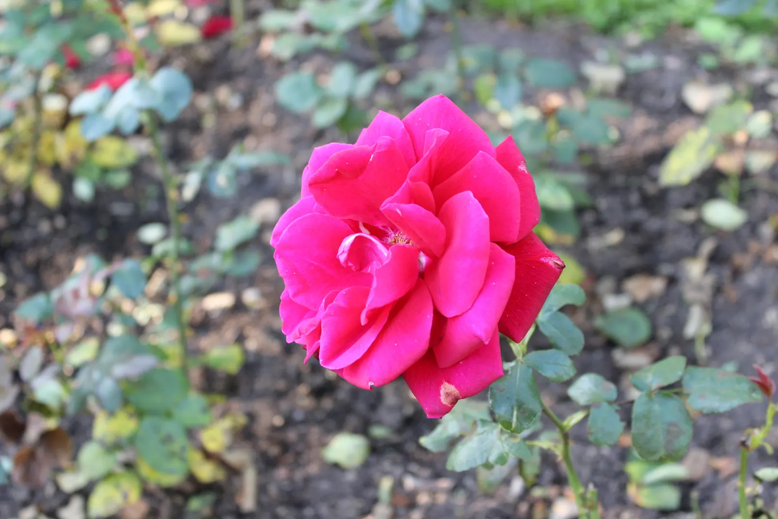 Queen Elizabeth Rose (Rosa 'Queen Elizabeth') — making it a robust and low-maintenance choice; is an elegant grandiflora cultivar that presents a, image 61