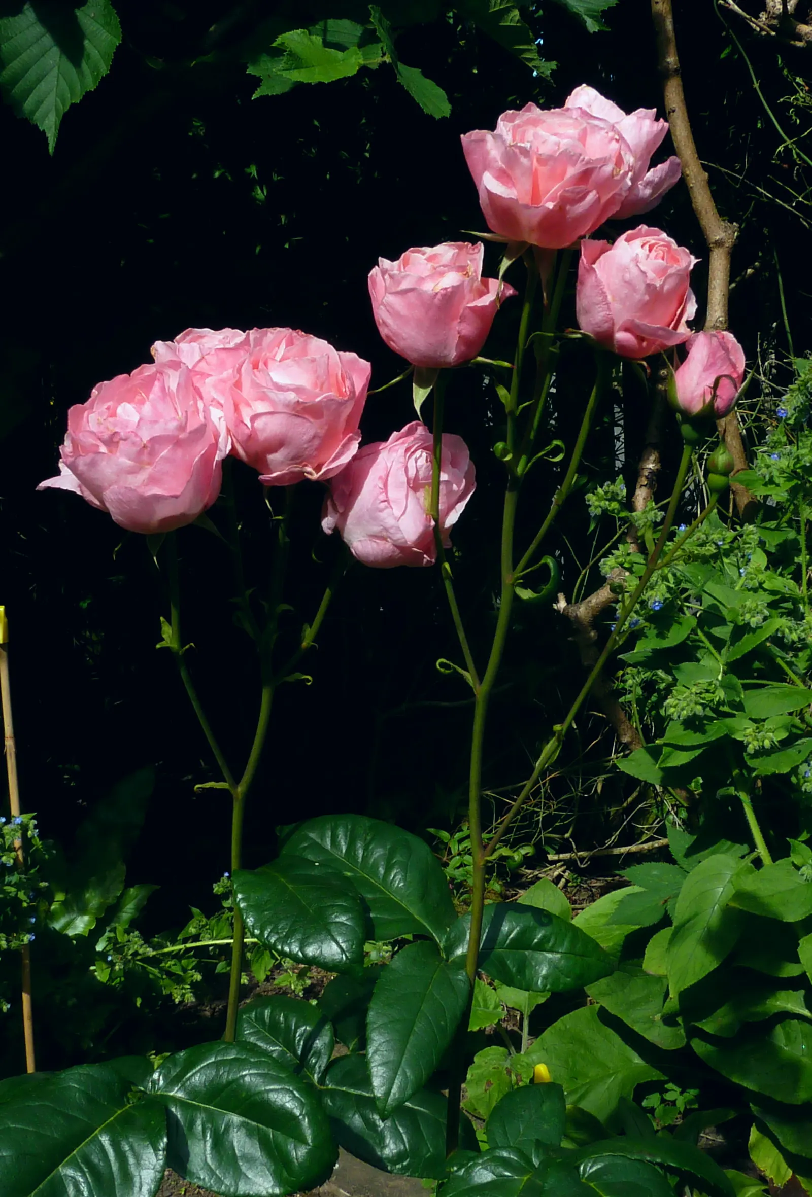 Queen Elizabeth Rose (Rosa 'Queen Elizabeth') — particularly against rust and mildew; shrub with pink blooms, image 60