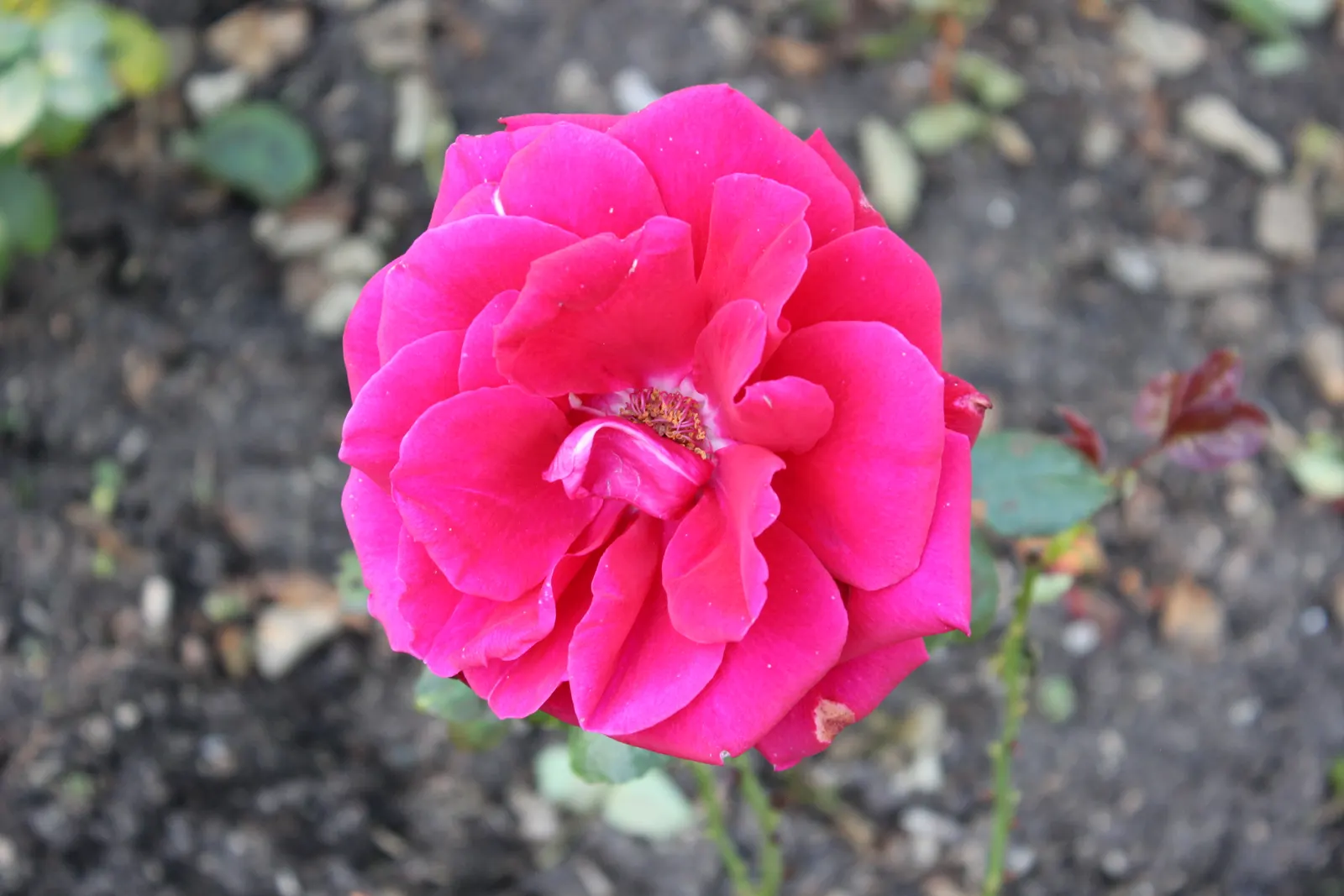 Queen Elizabeth Rose (Rosa 'Queen Elizabeth') — radiating a soft pink hue that adds a serene color palette to your garden design; it requires, image 56