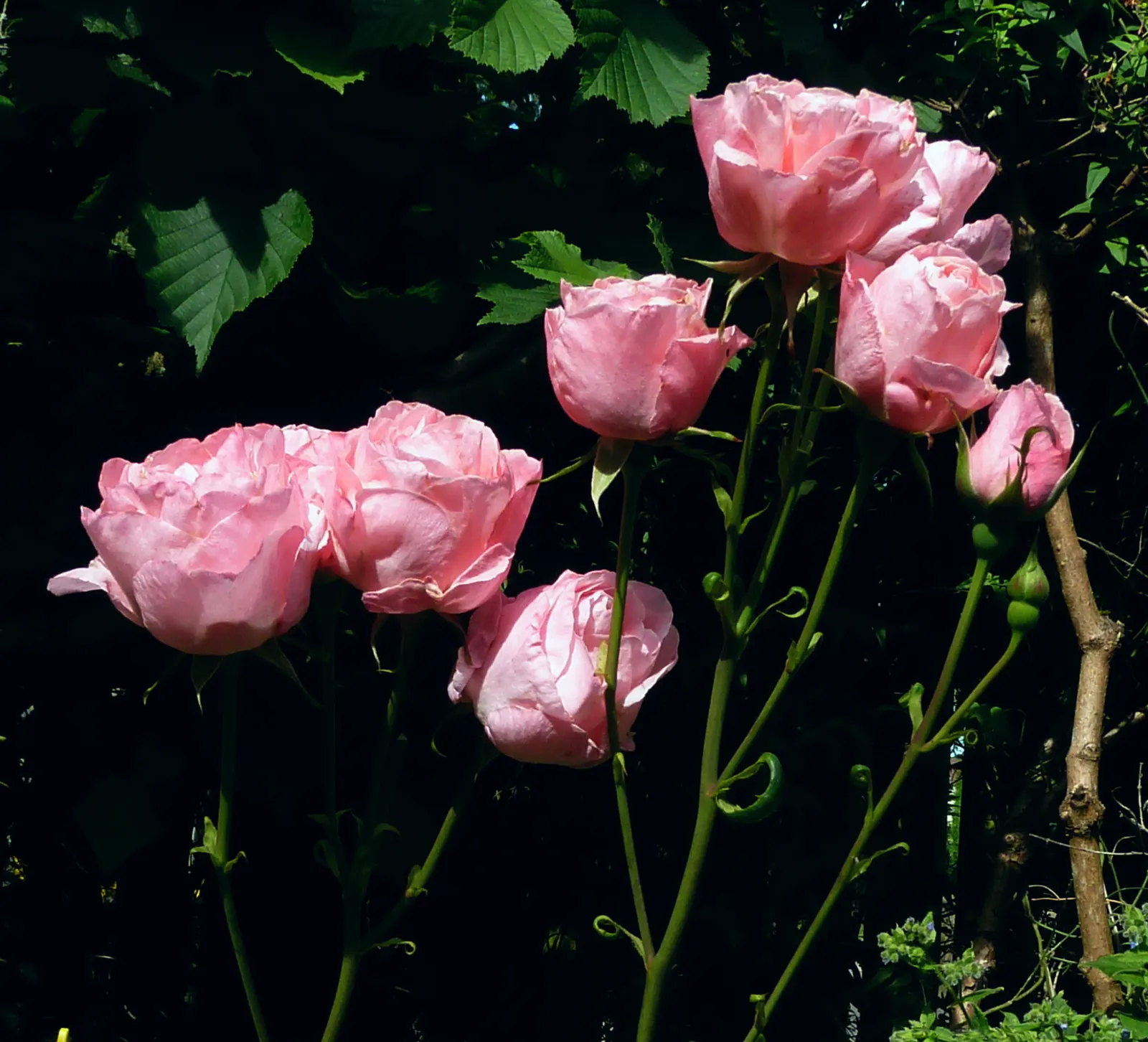 Queen Elizabeth Rose (Rosa 'Queen Elizabeth') — reaching up to 5-7 feet in height and spreading 3-4 feet wide; each flower comprises a, image 90