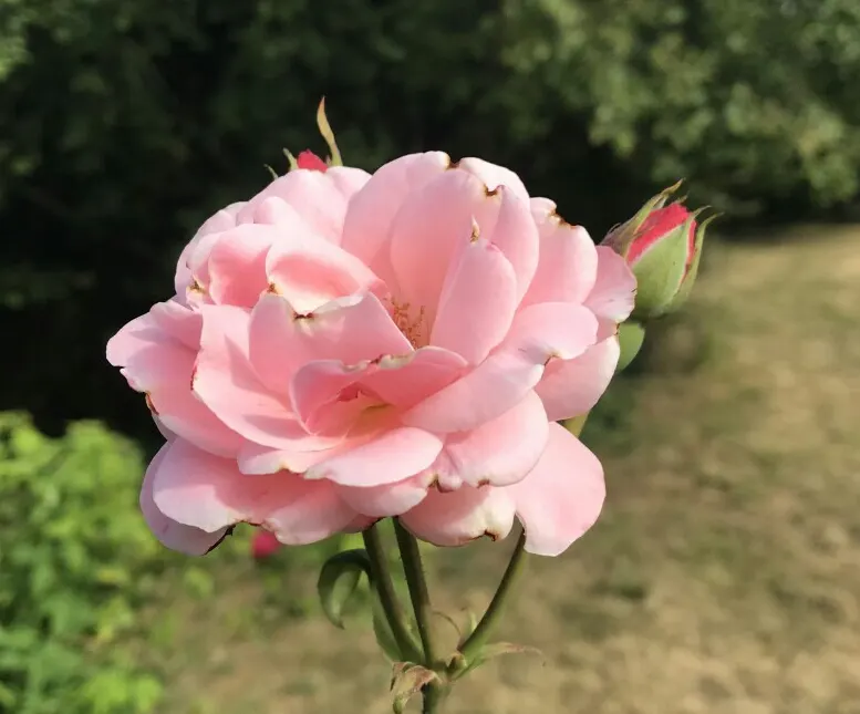 Queen Elizabeth Rose (Rosa 'Queen Elizabeth') — shrub for full or half; adding a noble flair to any garden setting