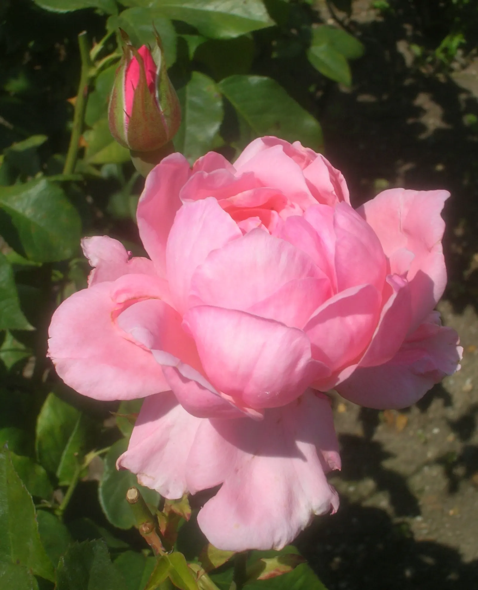 Queen Elizabeth Rose (Rosa 'Queen Elizabeth') — Its regal bearing and lovely blossoms honor the monarch it is named after; its mild fragrance is, image 62