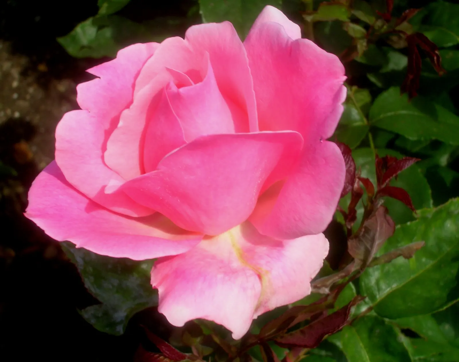 Queen Elizabeth Rose (Rosa 'Queen Elizabeth') — reaching up to 5-7 feet in height and spreading 3-4 feet wide; each flower comprises a, image 68