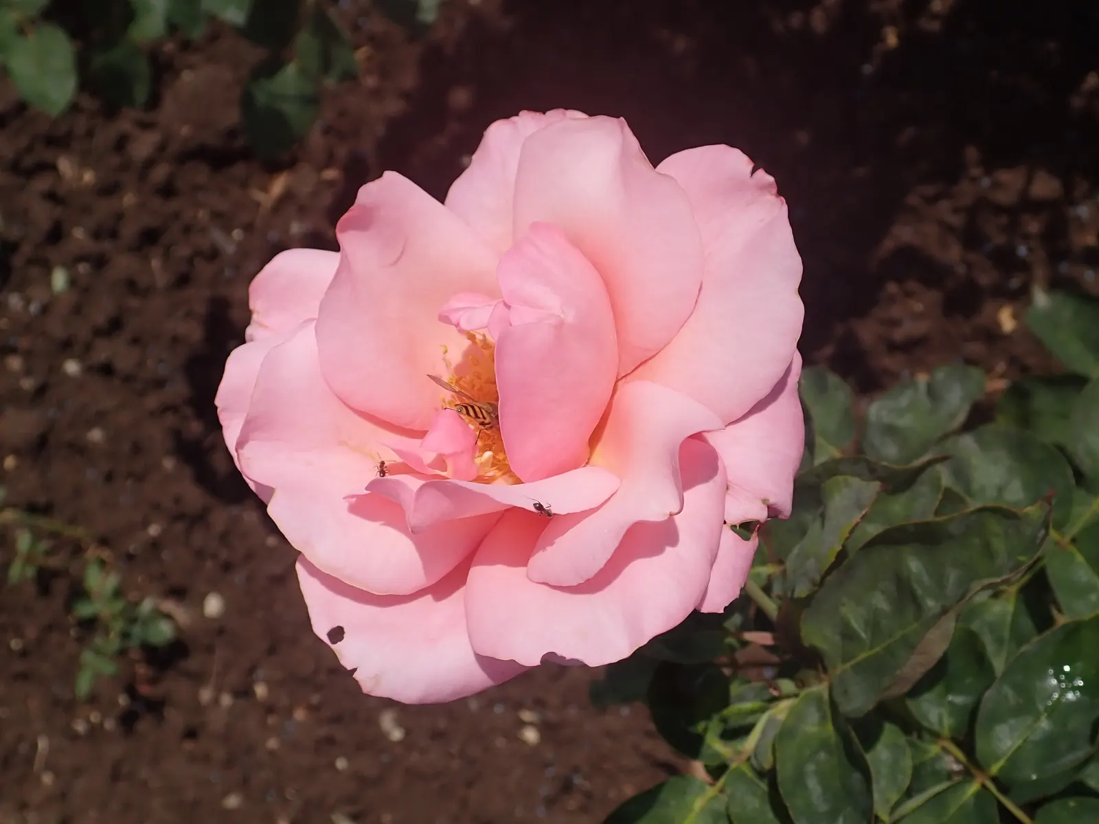 Queen Elizabeth Rose (Rosa 'Queen Elizabeth') — it can attain a height of 4 to 6 feet with a spread of around 2 to 3 feet; demanding presence, image 52