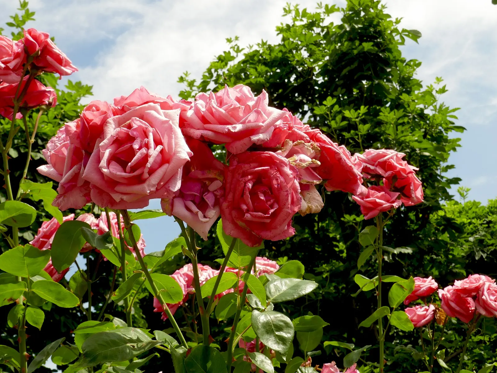 Queen Elizabeth Rose (Rosa 'Queen Elizabeth') — Its regal bearing and lovely blossoms honor the monarch it is named after; its mild fragrance is enticing yet