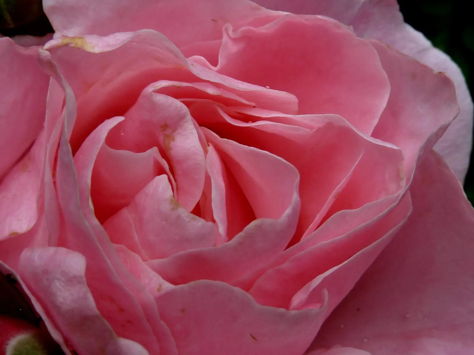 Queen Elizabeth Rose (Rosa 'Queen Elizabeth') — reaching up to 5-7 feet in height and spreading 3-4 feet wide; each flower comprises a, image 46