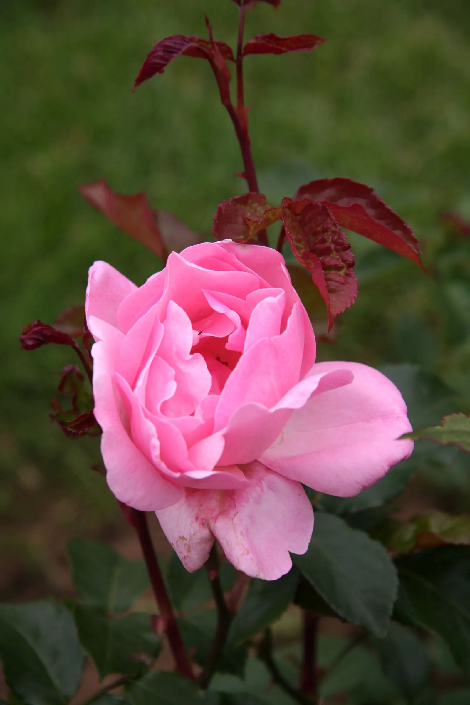 Queen Elizabeth Rose (Rosa 'Queen Elizabeth') — Hardy in USDA zones 5-9, this perennial prefers full sun; esteemed for its profuse, pink blooms with a mild