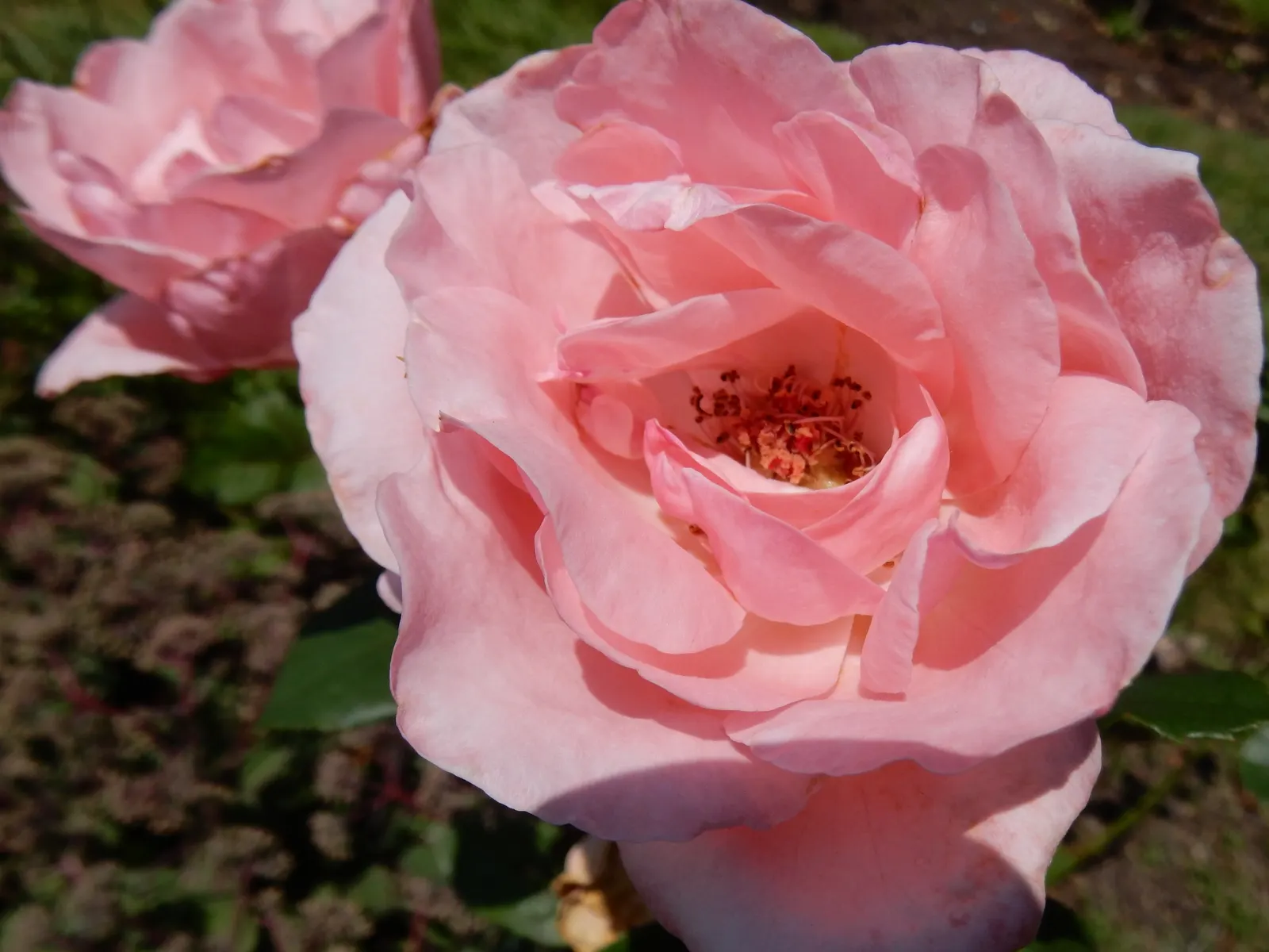 Queen Elizabeth Rose (Rosa 'Queen Elizabeth') — Known for its statuesque growth; reaching up to 5-7 feet in height and spreading 3-4 feet wide, image 51