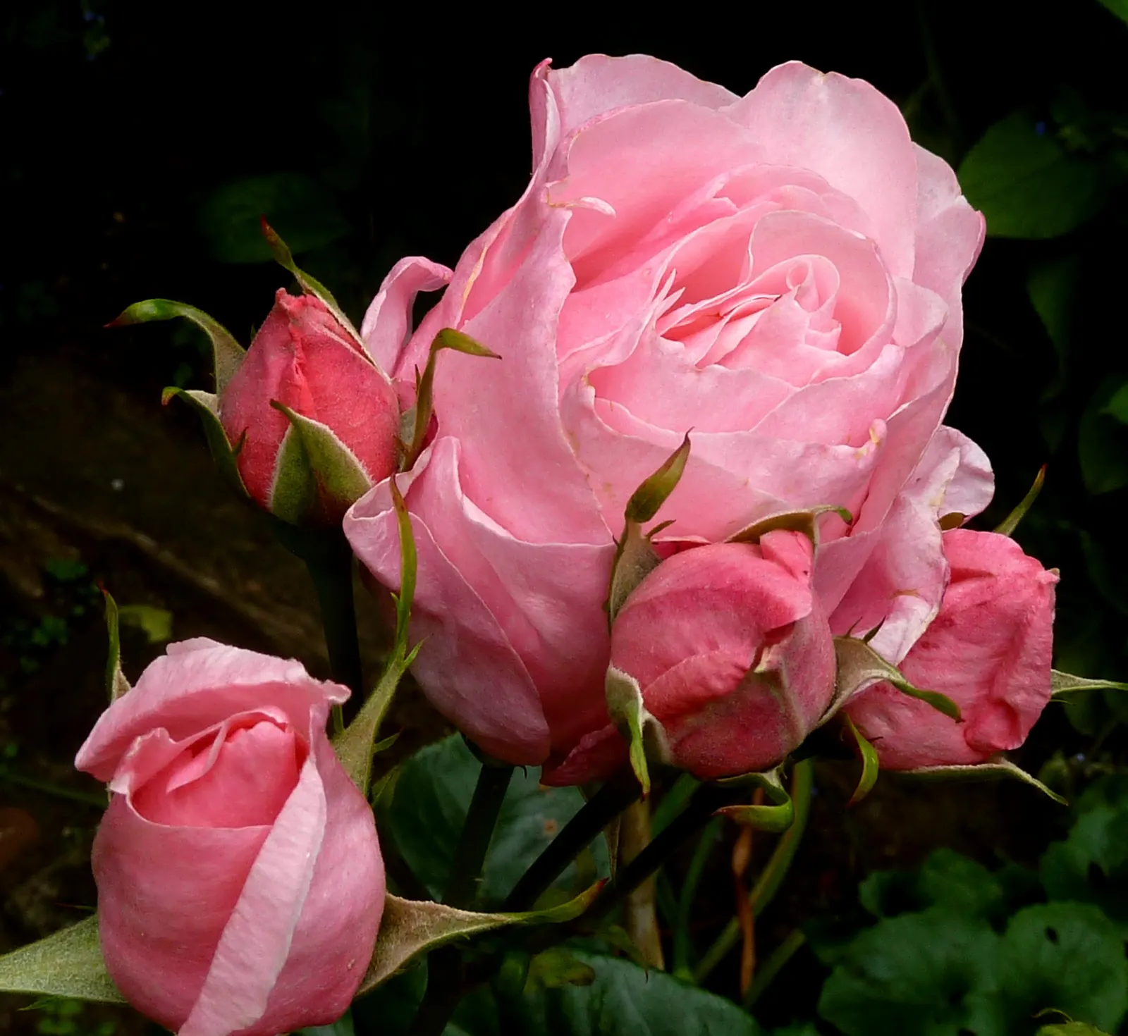 Queen Elizabeth Rose (Rosa 'Queen Elizabeth') — Each flower comprises a high-centered form with 35 to 40 petals; it can attain a height of 4 to 6 feet with a