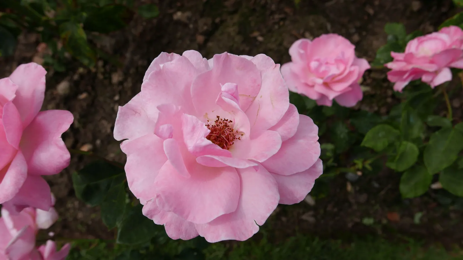 Queen Elizabeth Rose (Rosa 'Queen Elizabeth') — demanding presence within a mixed border or as a standalone specimen; particularly against rust and, image 75