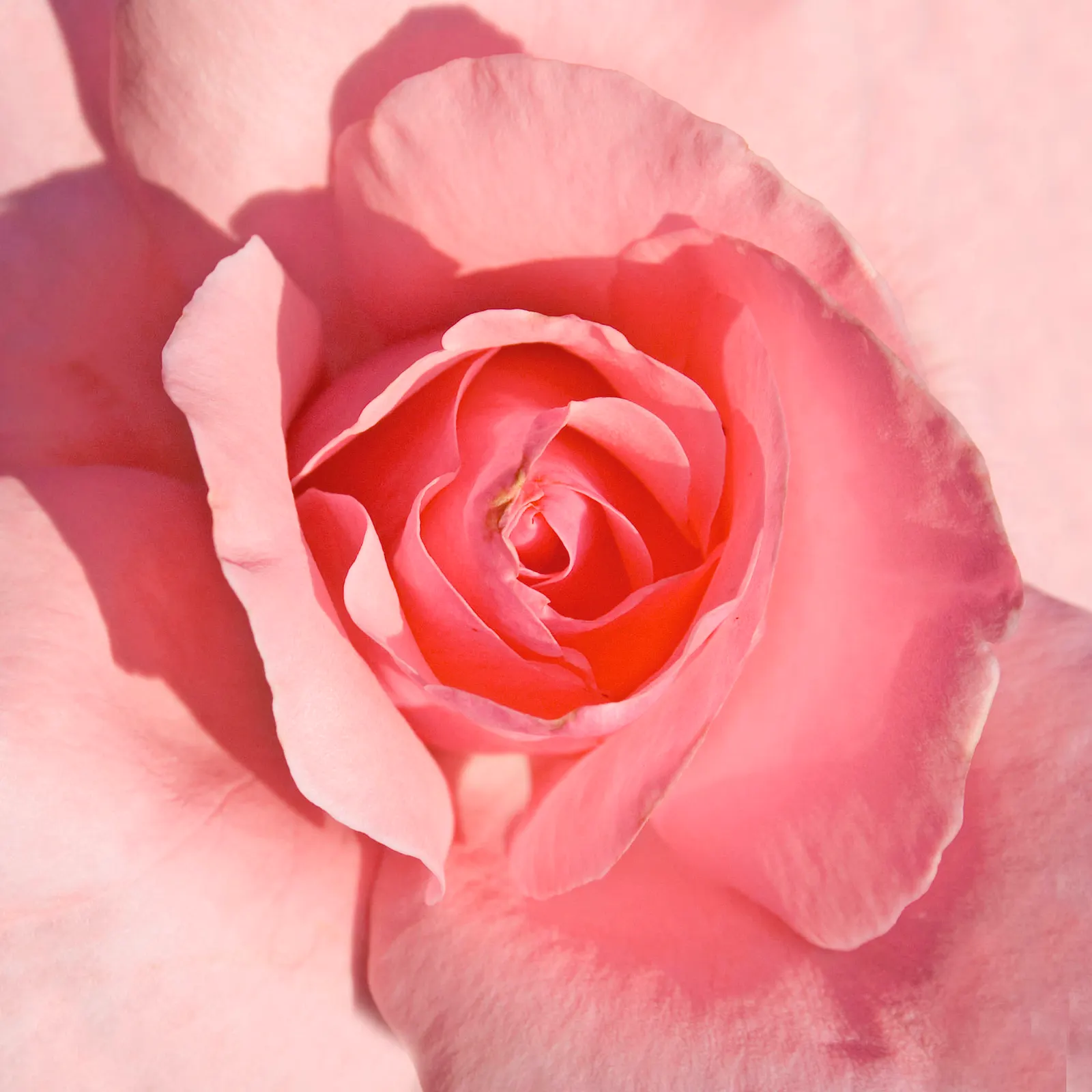 Queen Elizabeth Rose (Rosa 'Queen Elizabeth') — The Rosa 'Queen Elizabeth' is a stately grandiflora with an erect habit; hardy in USDA zones 5-9, image 89