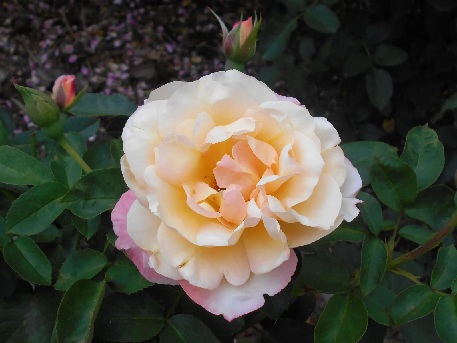Queen Elizabeth Rose (Rosa 'Queen Elizabeth') — demanding presence within a mixed border or as a standalone specimen