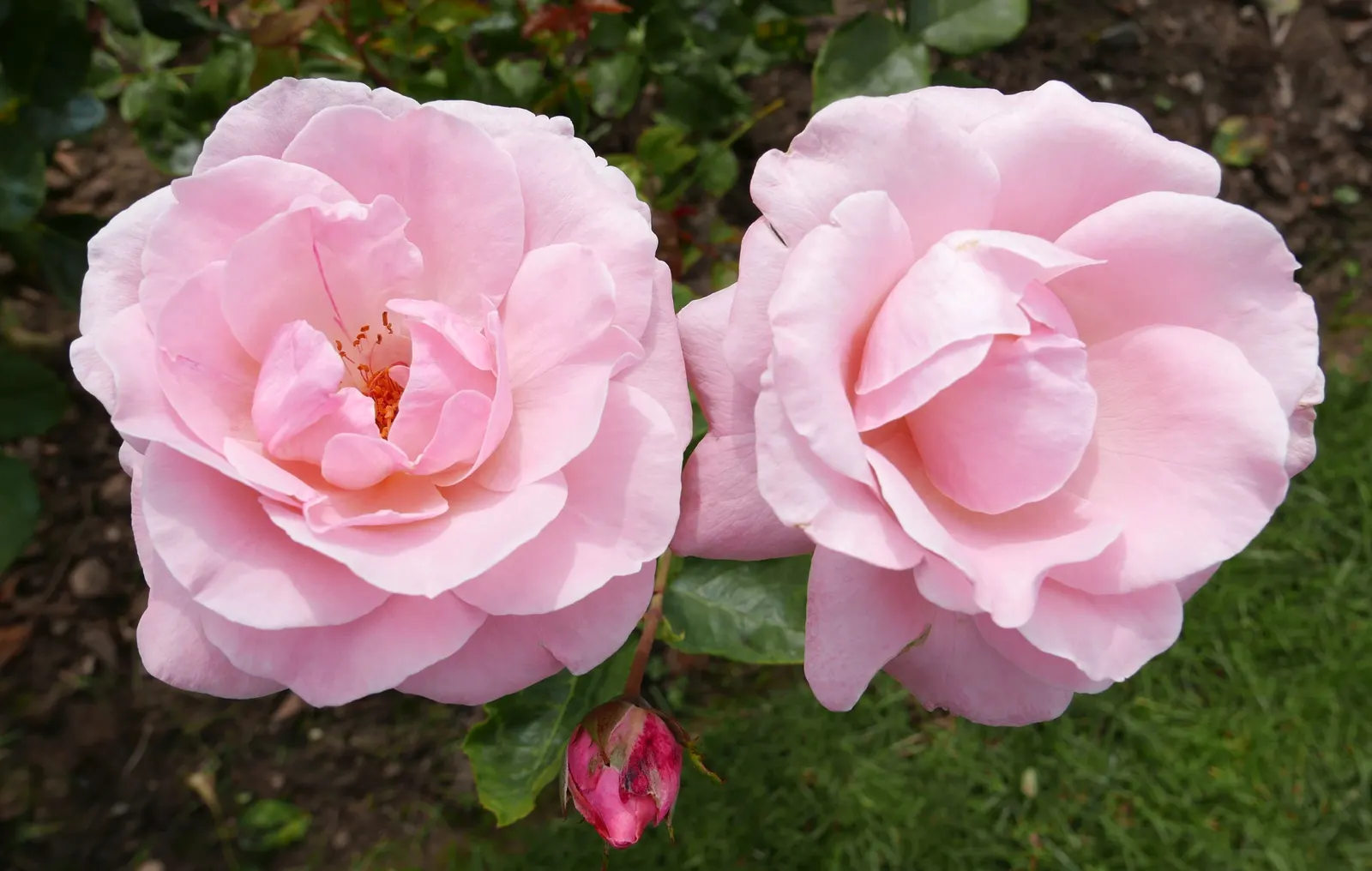 Queen Elizabeth Rose (Rosa 'Queen Elizabeth') — preferring full sun exposure to promote optimal blooming; known for its statuesque growth, image 80