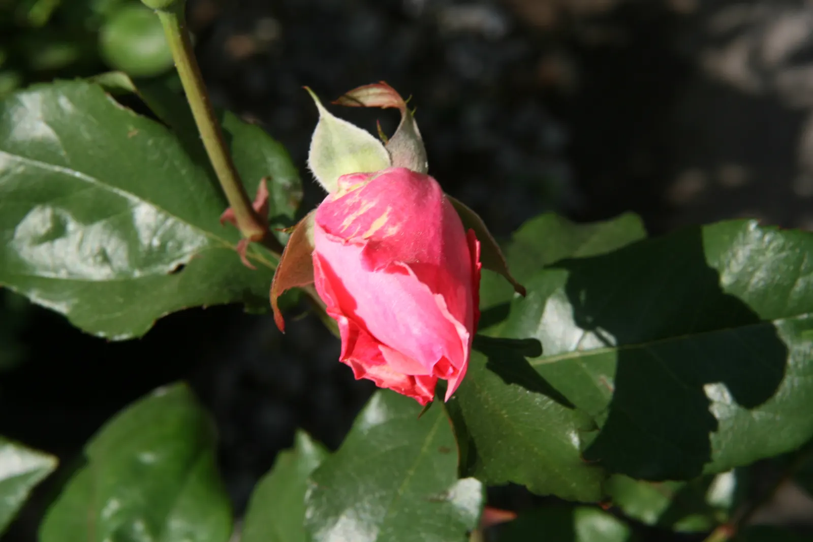 Queen Elizabeth Rose (Rosa 'Queen Elizabeth') — it can attain a height of 4 to 6 feet with a spread of around 2 to 3 feet
