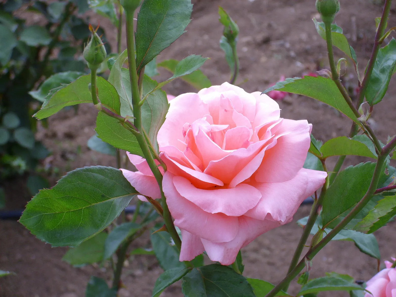 Queen Elizabeth Rose (Rosa 'Queen Elizabeth') — shrub for full or half; adding a noble flair to any garden setting, image 88