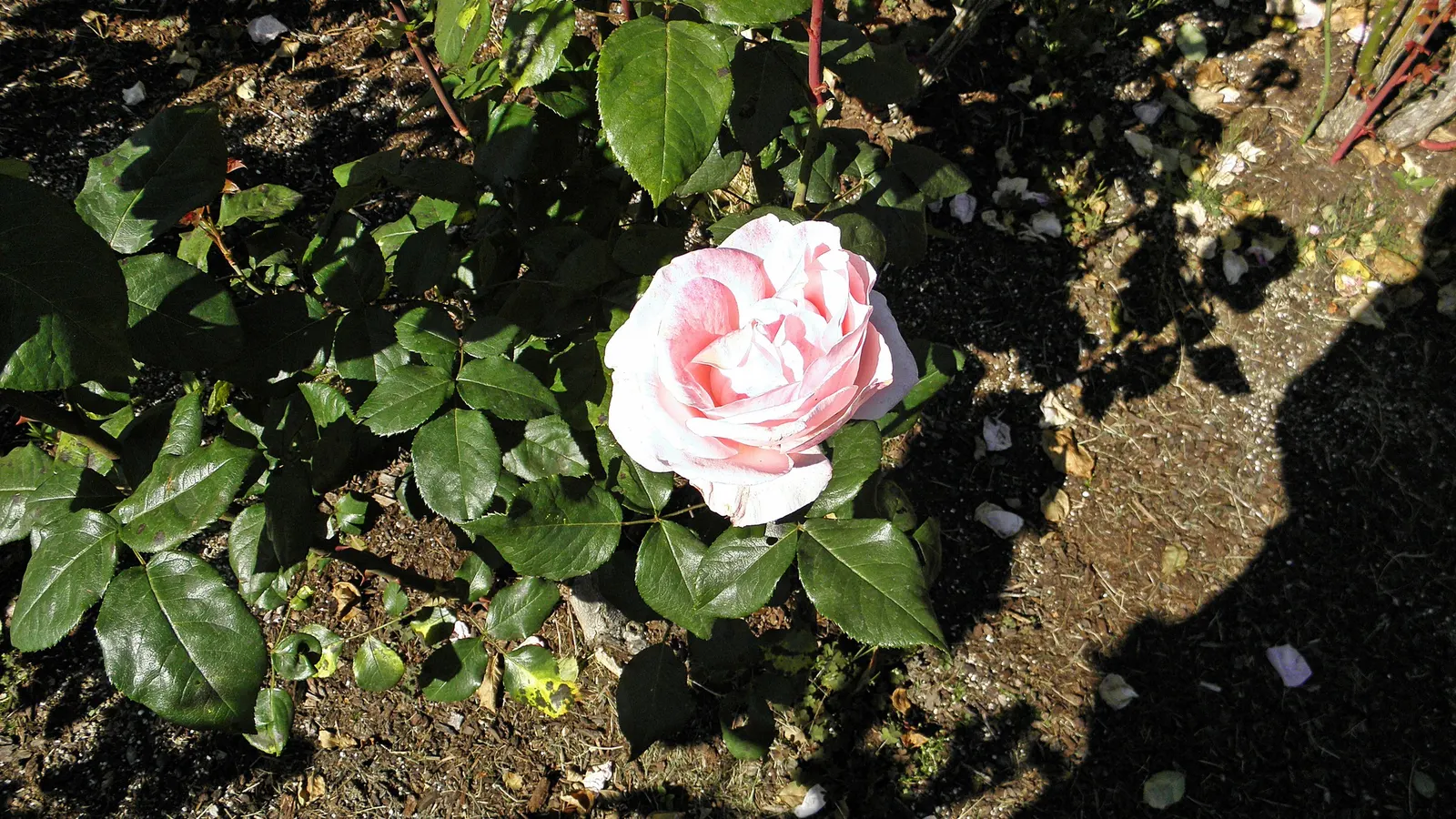 Queen Elizabeth Rose (Rosa 'Queen Elizabeth') — preferring full sun exposure to promote optimal blooming; known for its statuesque growth