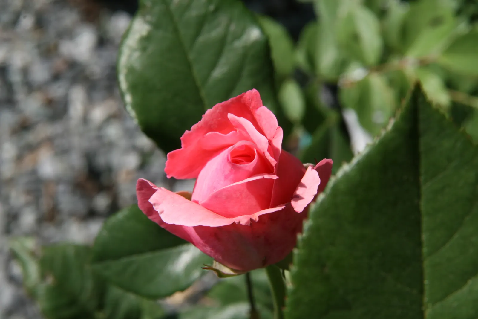 Queen Elizabeth Rose (Rosa 'Queen Elizabeth') — shrub with pink blooms; radiating a soft pink hue that adds a serene color palette to your garden design