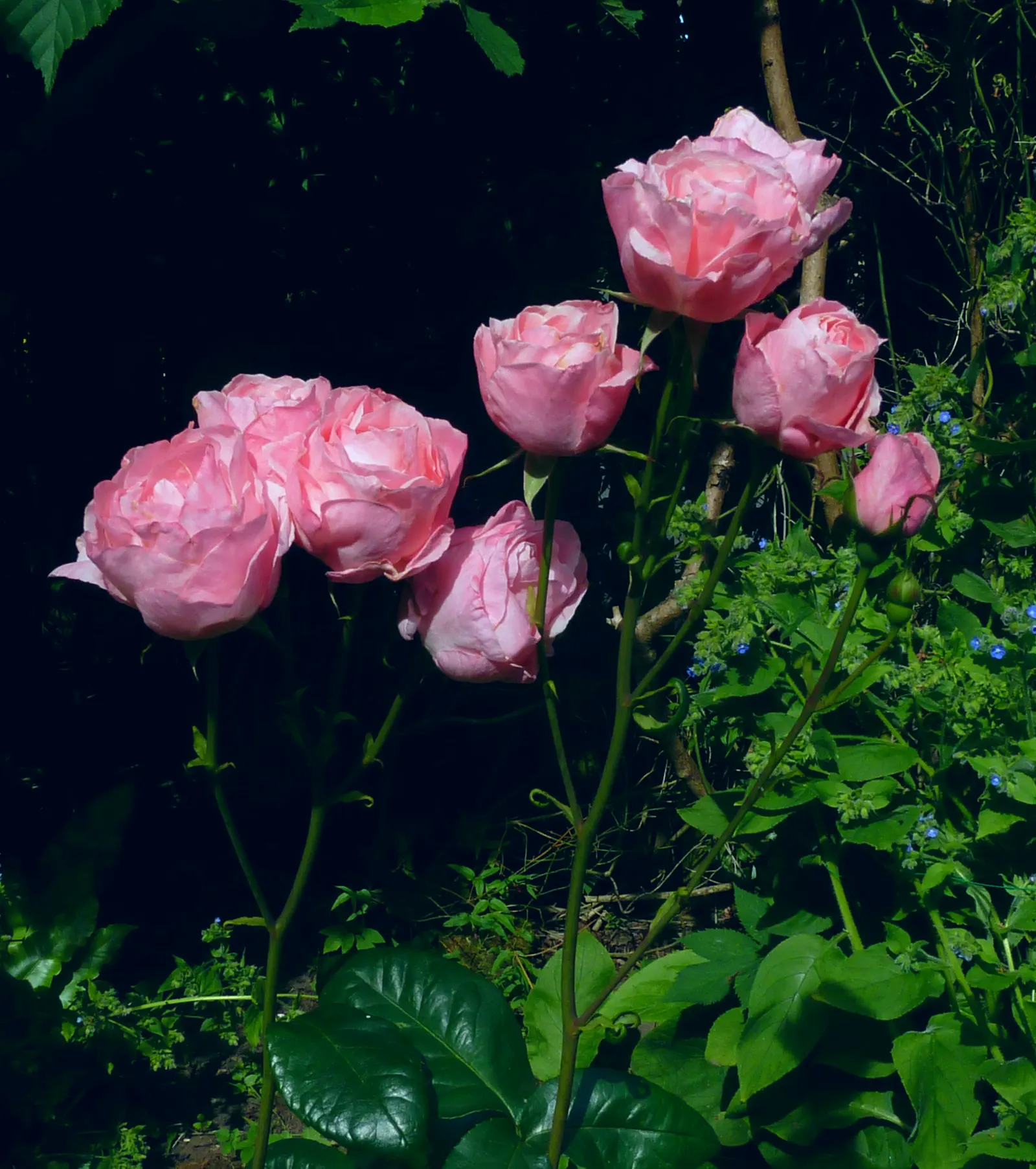 Queen Elizabeth Rose (Rosa 'Queen Elizabeth') — preferring full sun exposure to promote optimal blooming; known for its statuesque growth, image 58