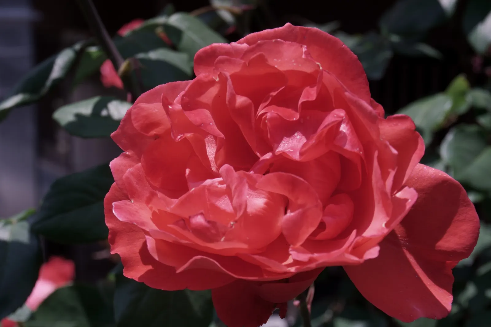 Queen Elizabeth Rose (Rosa 'Queen Elizabeth') — Hardy in USDA zones 5-9, this perennial prefers full sun