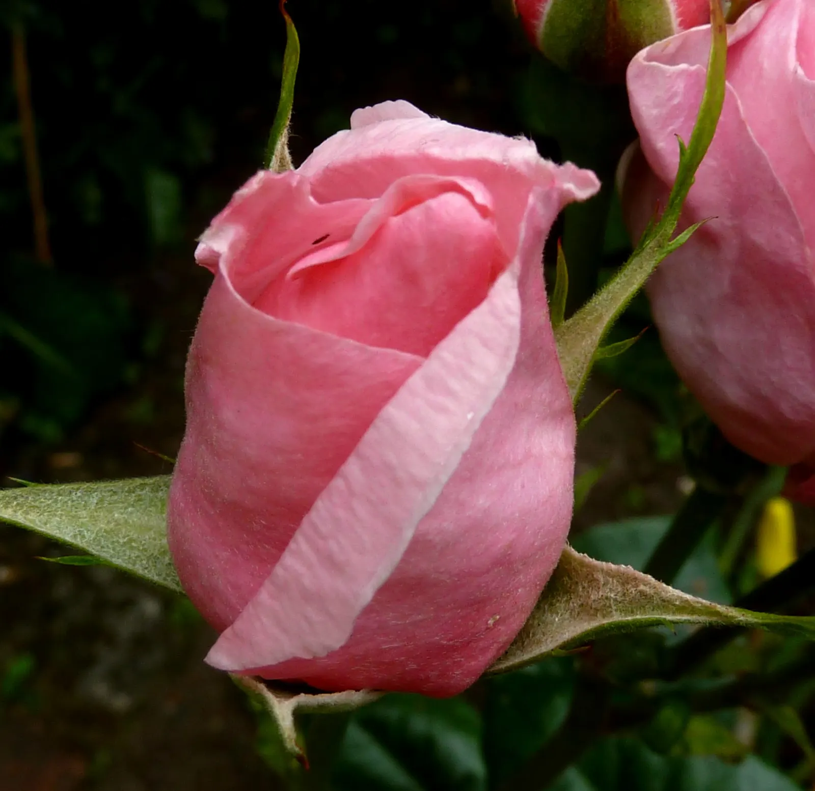 Queen Elizabeth Rose (Rosa 'Queen Elizabeth') — Its mild fragrance is enticing yet not overwhelming