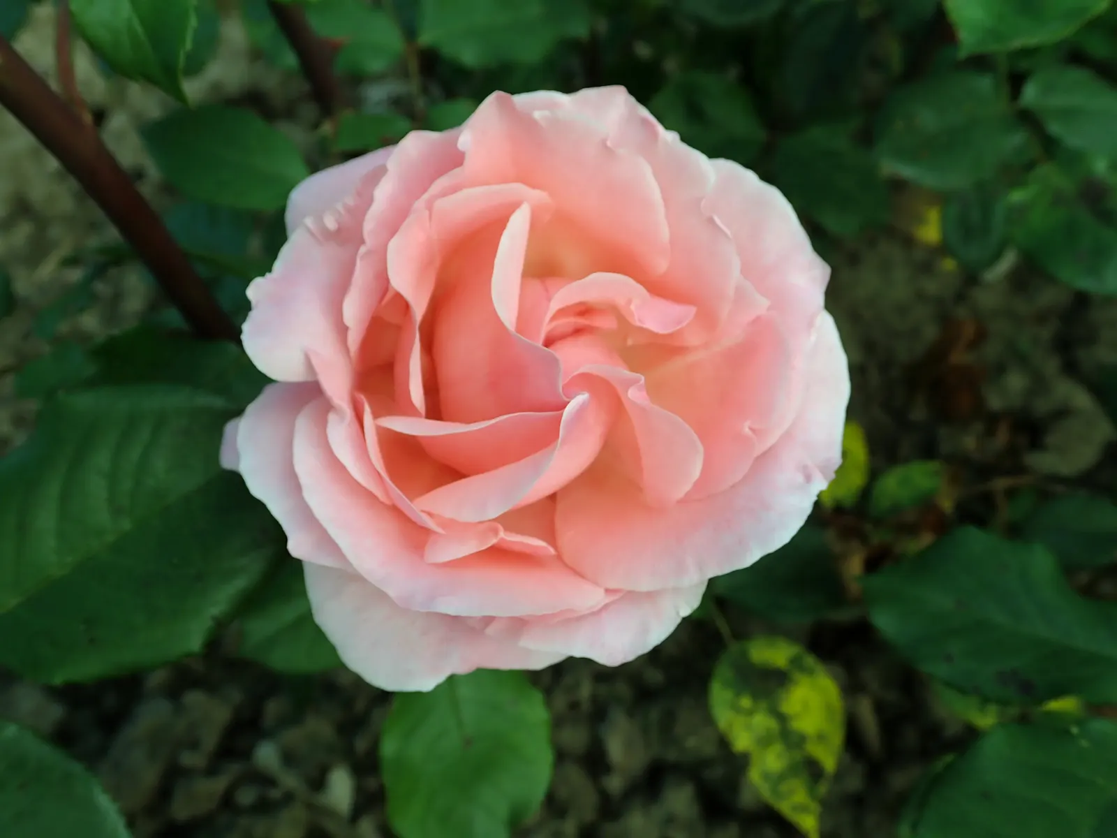 Queen Elizabeth Rose (Rosa 'Queen Elizabeth') — pink flowers in the garden; commonly known as the Queen Elizabeth Rose, image 64