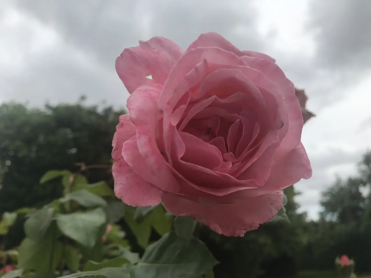 Queen Elizabeth Rose (Rosa 'Queen Elizabeth') — Hardy in USDA zones 5-9, this perennial prefers full sun; esteemed for its profuse, pink blooms, image 70