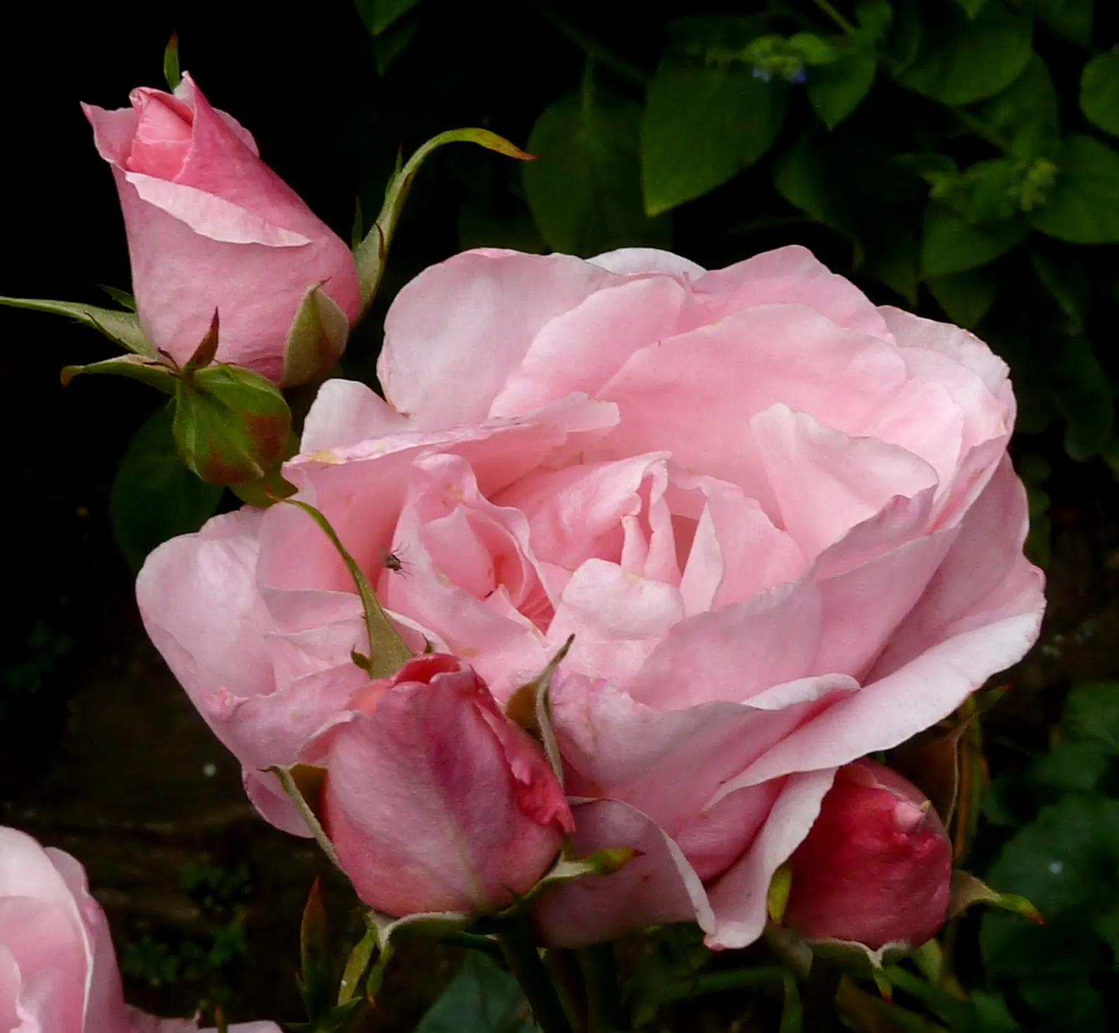 Queen Elizabeth Rose (Rosa 'Queen Elizabeth') — is an elegant grandiflora cultivar that presents a classic touch to any garden landscape; making it, image 50
