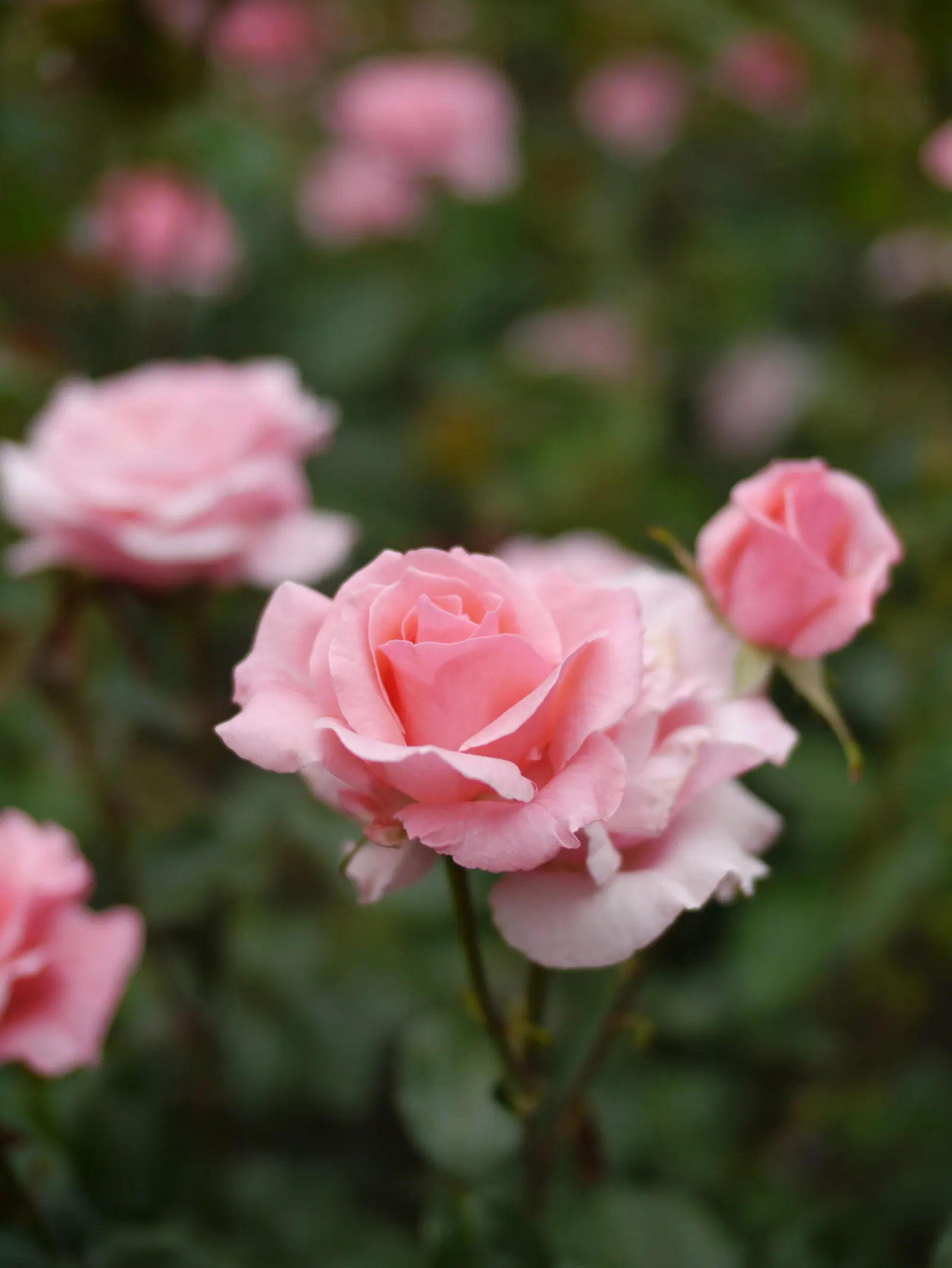 Queen Elizabeth Rose (Rosa 'Queen Elizabeth') — particularly against rust and mildew; shrub with pink blooms, image 82