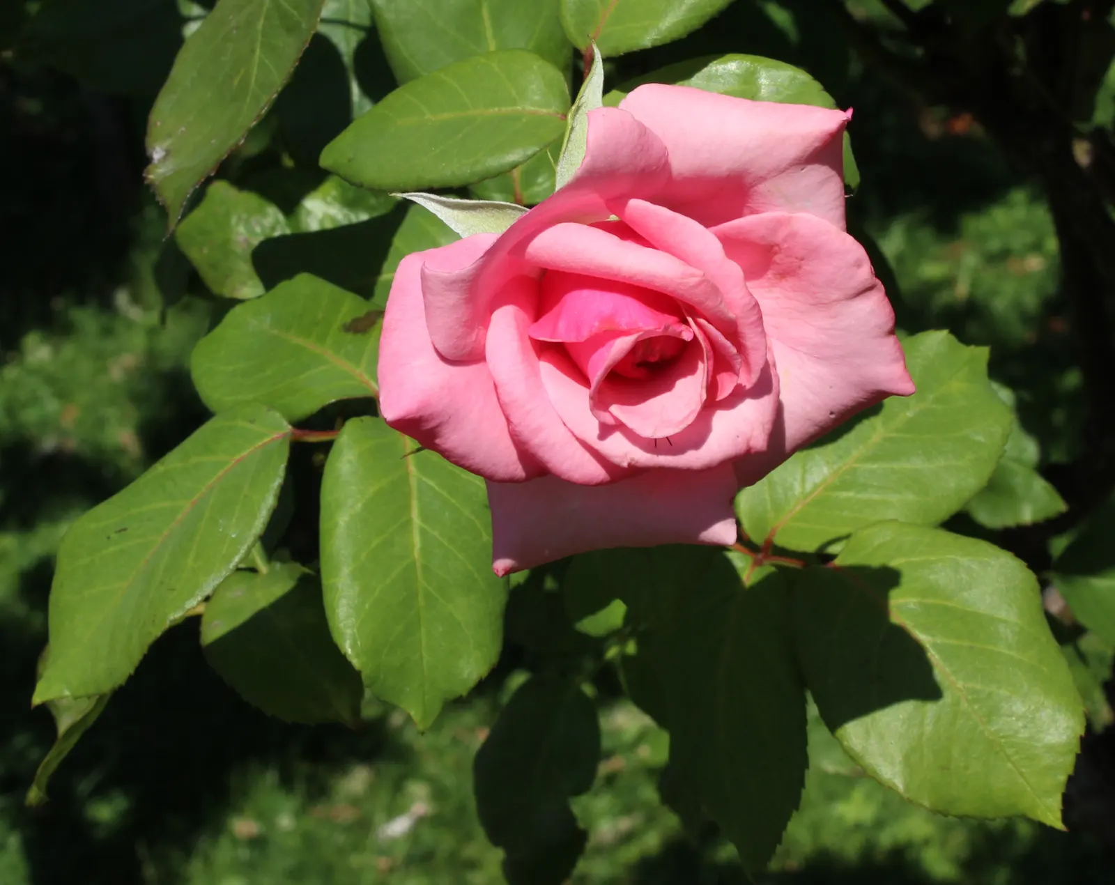 Queen Elizabeth Rose (Rosa 'Queen Elizabeth') — shrub for full or half; adding a noble flair to any garden setting, image 66