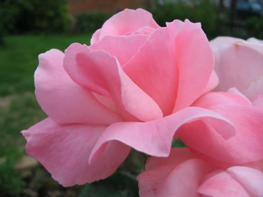 Queen Elizabeth Rose (Rosa 'Queen Elizabeth') — reaching up to 5-7 feet in height and spreading 3-4 feet wide