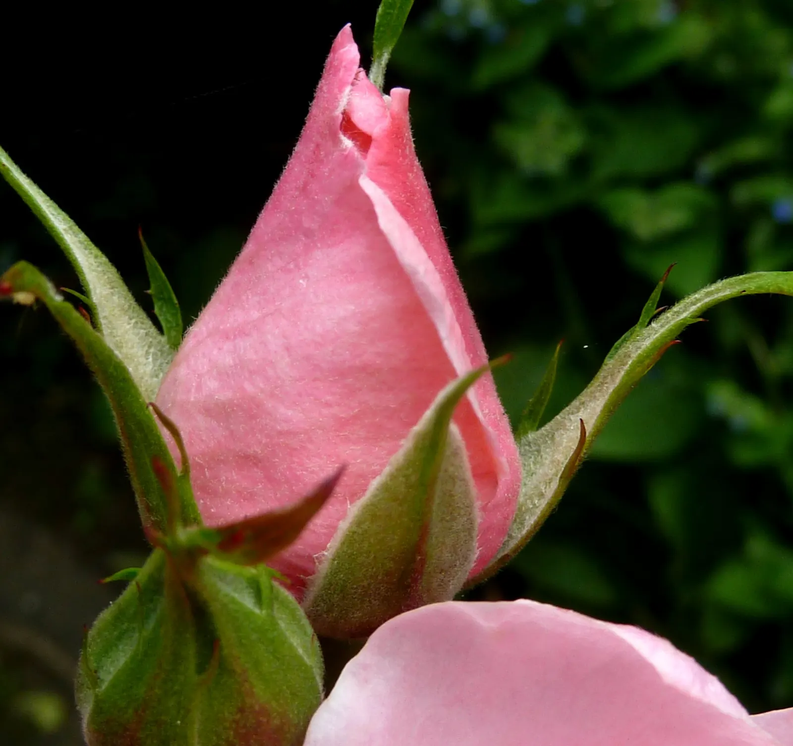 Queen Elizabeth Rose (Rosa 'Queen Elizabeth') — making it a robust and low-maintenance choice; is an elegant grandiflora cultivar that presents a classic touch