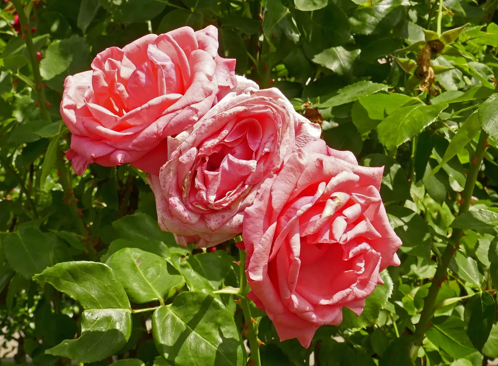 Queen Elizabeth Rose (Rosa 'Queen Elizabeth') — The Rosa 'Queen Elizabeth' is a stately grandiflora with an erect habit; hardy in USDA zones 5-9, image 45