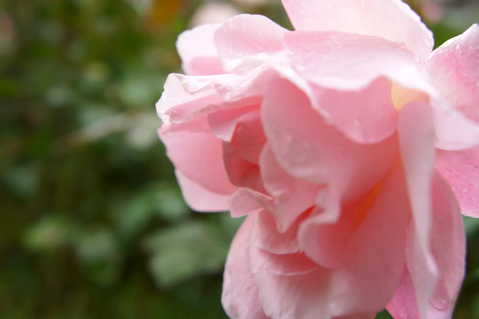 Queen Elizabeth Rose (Rosa 'Queen Elizabeth') — pink flowers in the garden; commonly known as the Queen Elizabeth Rose, image 86