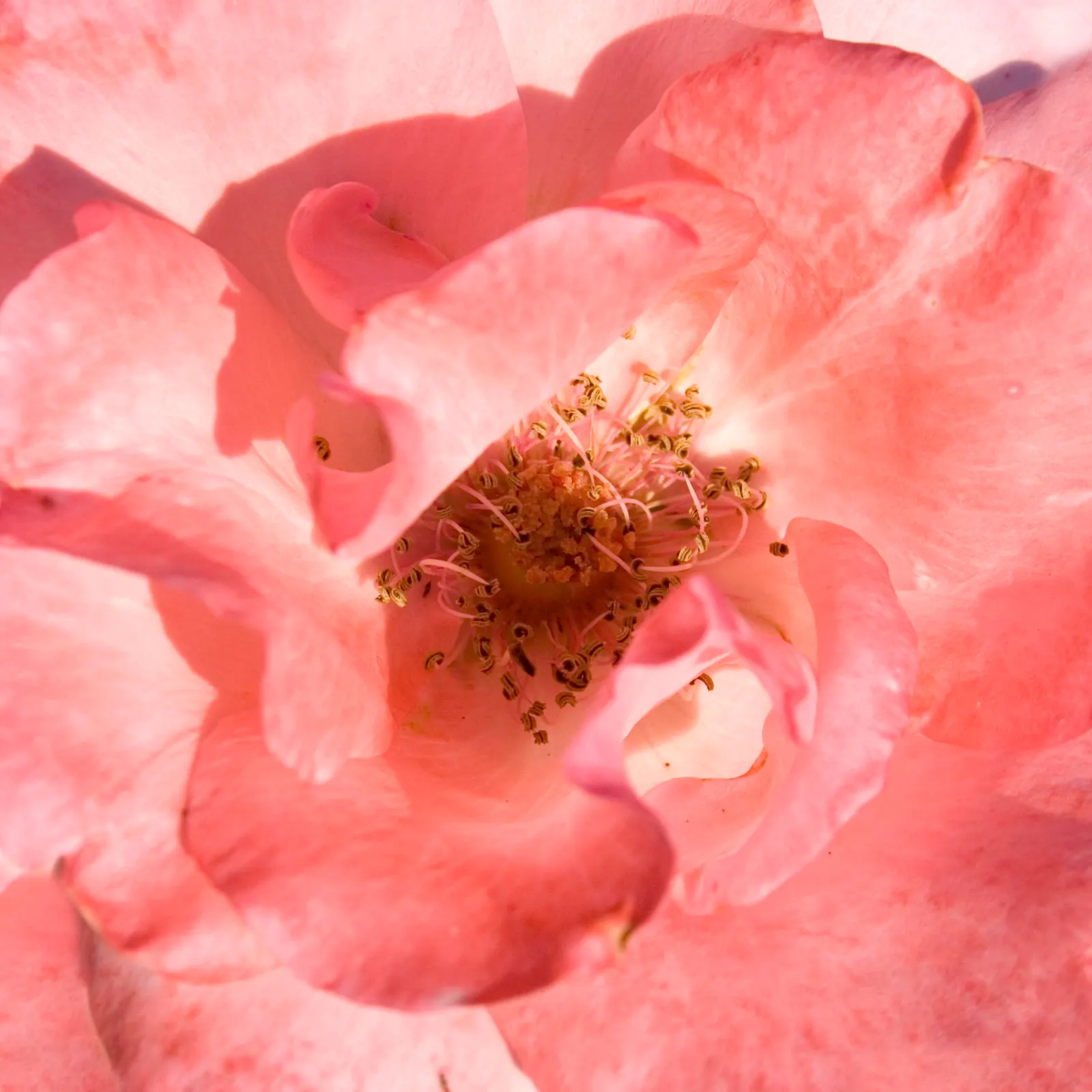 Queen Elizabeth Rose (Rosa 'Queen Elizabeth') — adding a noble flair to any garden setting; pink flowers in the garden, image 85