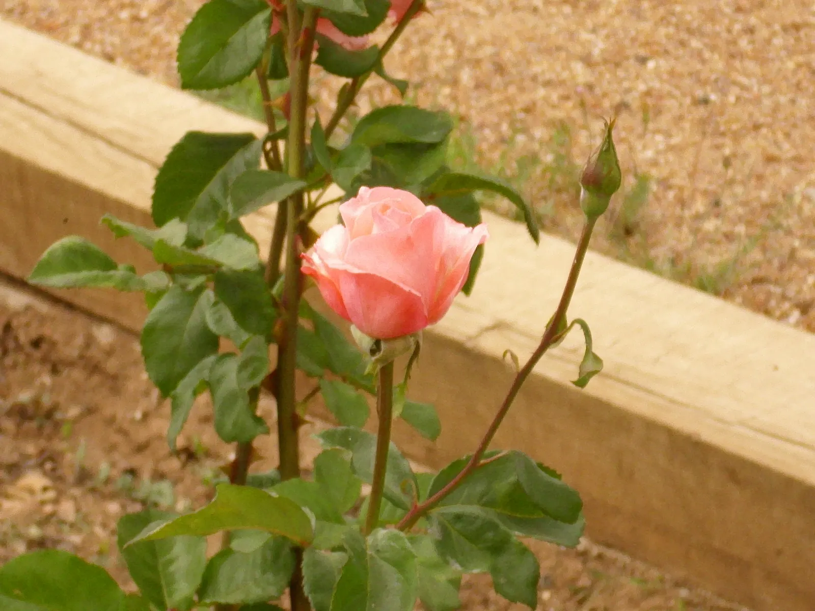 Queen Elizabeth Rose (Rosa 'Queen Elizabeth') — Its mild fragrance is enticing yet not overwhelming; shrub for full or half, image 79