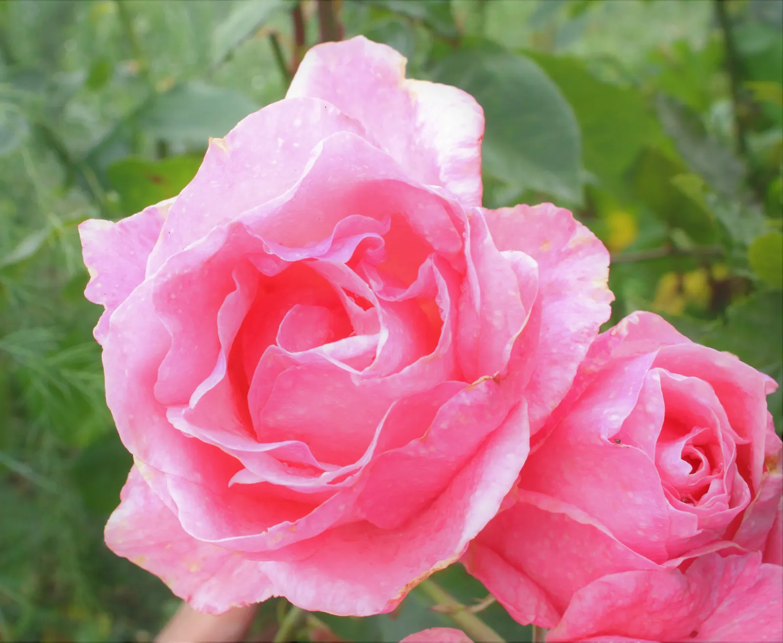 Queen Elizabeth Rose (Rosa 'Queen Elizabeth') — The Rosa 'Queen Elizabeth' is a stately grandiflora with an erect habit