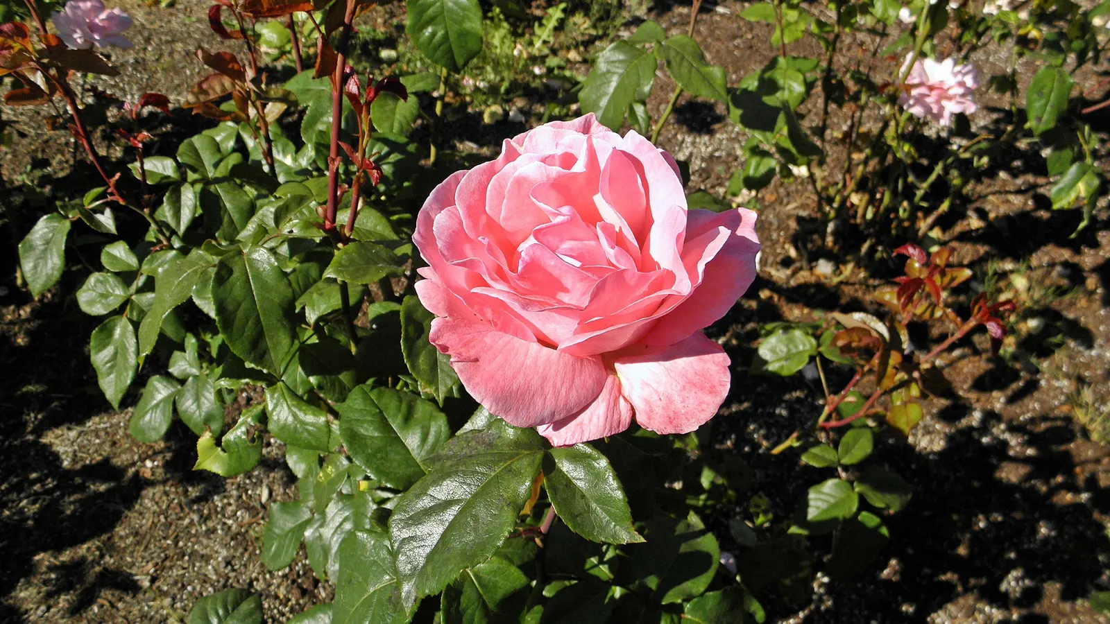 Queen Elizabeth Rose (Rosa 'Queen Elizabeth') — particularly against rust and mildew; shrub with pink blooms