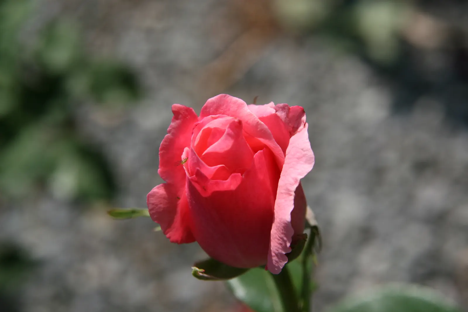 Queen Elizabeth Rose (Rosa 'Queen Elizabeth') — It requires fertile, well-drained soil and benefits from a deep watering routine, especially during, image 37