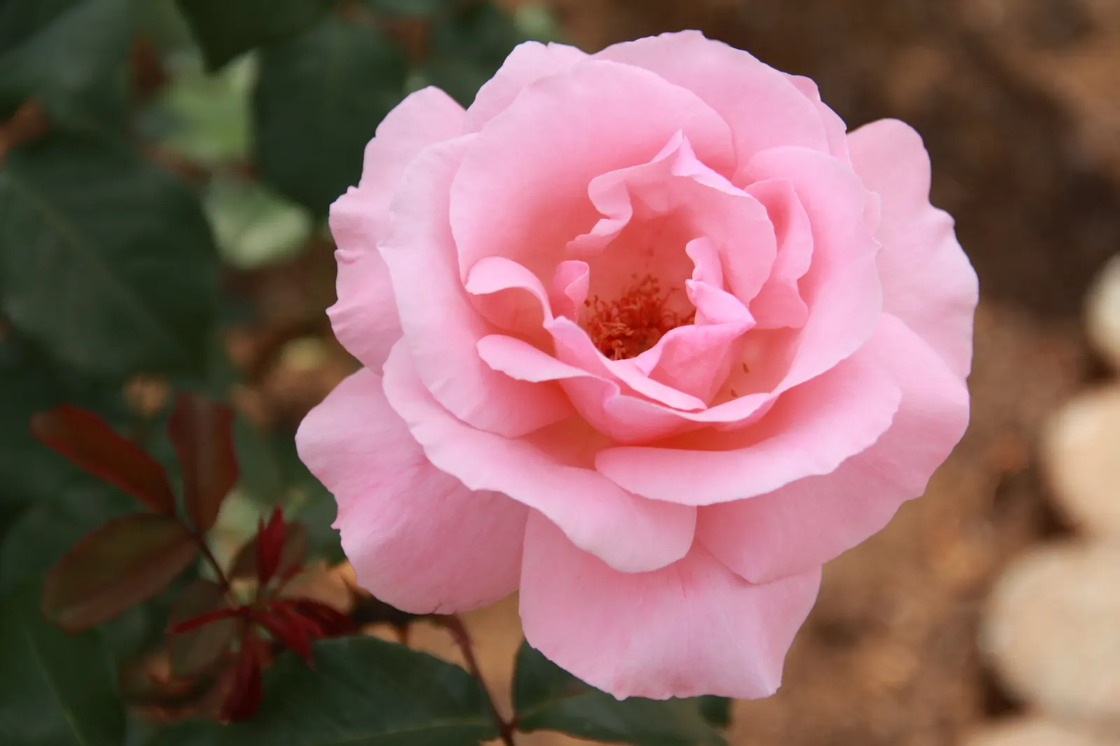 Queen Elizabeth Rose (Rosa 'Queen Elizabeth') — particularly against rust and mildew