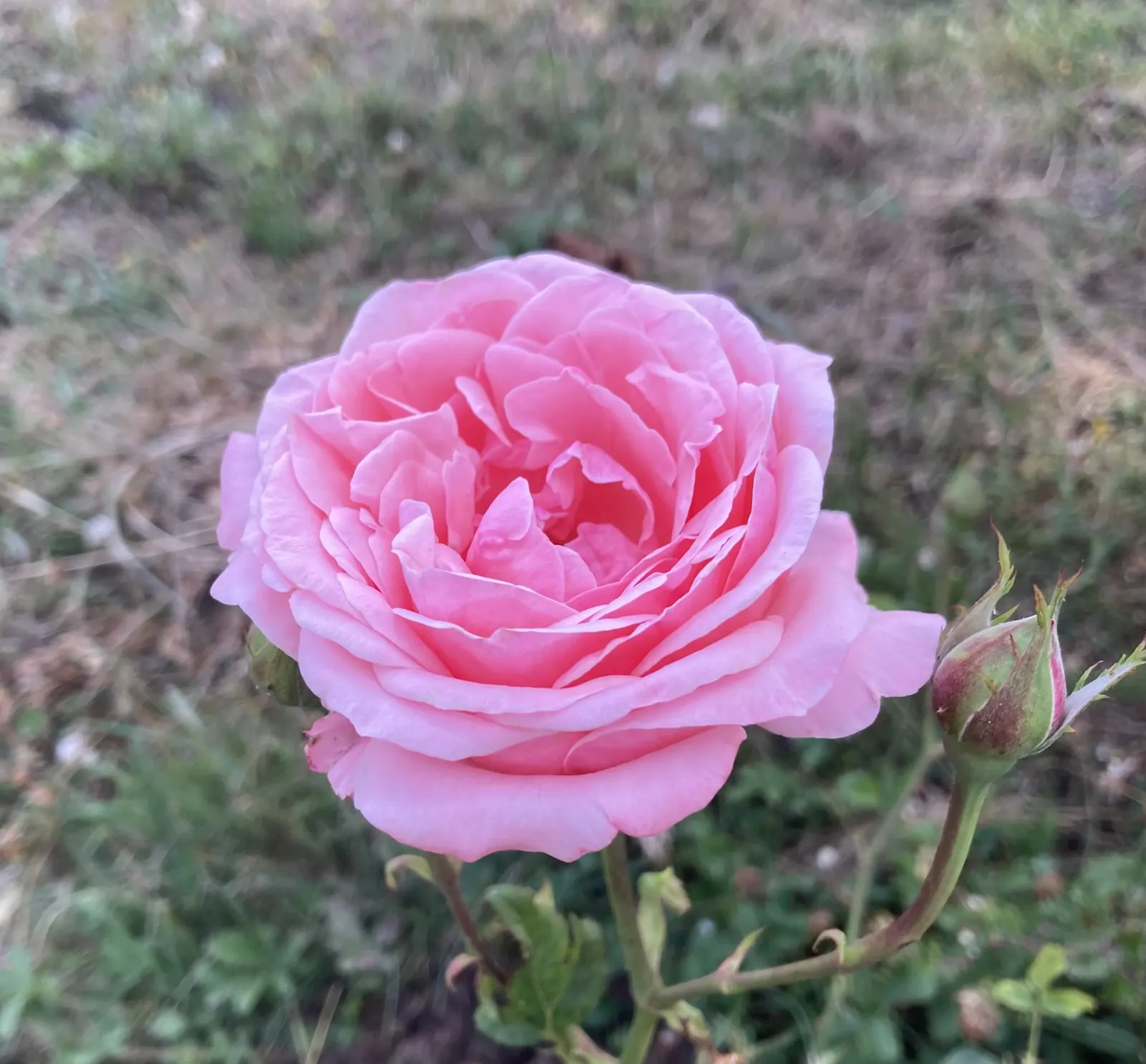 Queen Elizabeth Rose (Rosa 'Queen Elizabeth') — Its mild fragrance is enticing yet not overwhelming; shrub for full or half, image 57